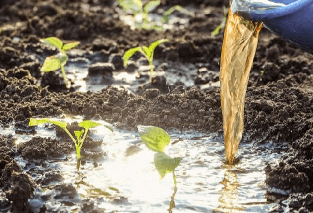 <a href=http://fliange.cn/mcy/ target=_blank class=infotextkey>木醋液</a>對農(nóng)作物改良土壤圖